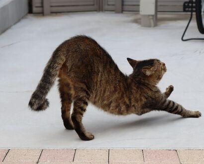 猫　反り腰