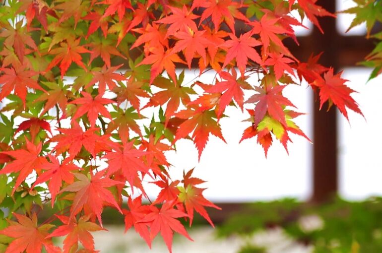 秋