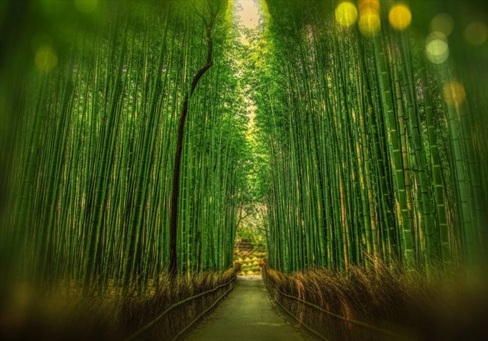 kyoto-1860521